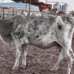 Monitorear ganado y fauna silvestre como parte de las nuevas estrategias para combatir el gusano barrenador en Estados Unidos.