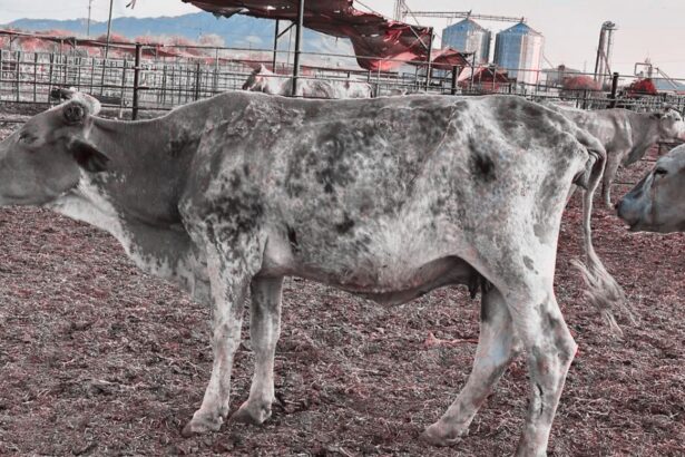 Monitorear ganado y fauna silvestre como parte de las nuevas estrategias para combatir el gusano barrenador en Estados Unidos.