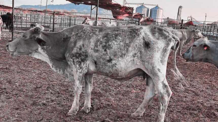 Monitorear ganado y fauna silvestre como parte de las nuevas estrategias para combatir el gusano barrenador en Estados Unidos.