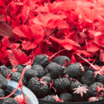 Fresas mexicanas enfrentan posible arancel antidumping en Estados Unidos tras resolución preliminar del Departamento de Comercio.
