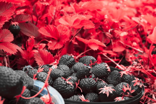 Fresas mexicanas enfrentan posible arancel antidumping en Estados Unidos tras resolución preliminar del Departamento de Comercio.