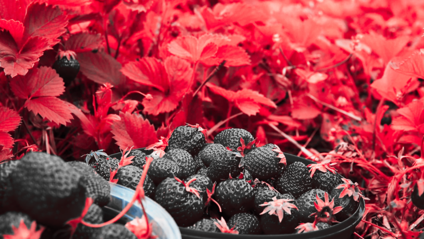 Fresas mexicanas enfrentan posible arancel antidumping en Estados Unidos tras resolución preliminar del Departamento de Comercio.