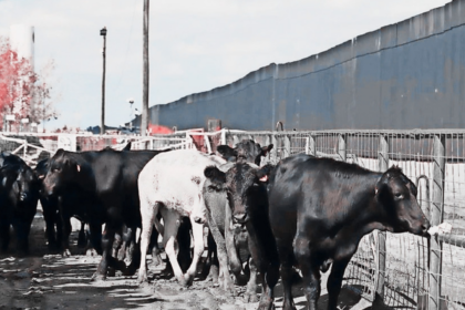 Ganado de exportación en Chihuahua ante la próxima reapertura de la cuarentenaria de Palomas.