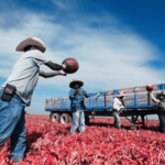 Empleo de trabajadores mexicanos inmigrantes en Estados Unidos registra una caída anual de 6.9% en agosto de 2026.