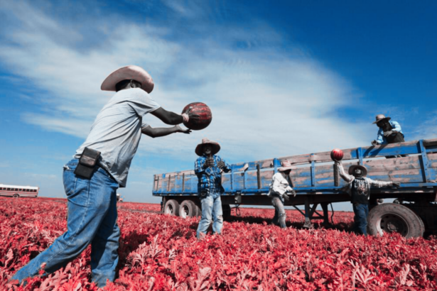 Empleo de trabajadores mexicanos inmigrantes en Estados Unidos registra una caída anual de 6.9% en agosto de 2026.